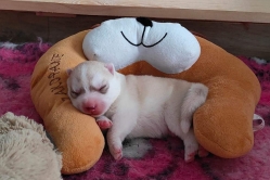Rudi, Pika, Bolt, Smaili